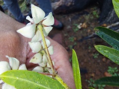 Gomphocarpus physocarpus