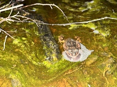 Tomopterna delalandii