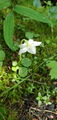 Moneses uniflora