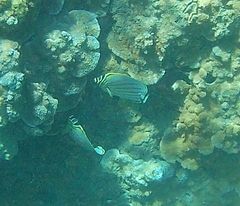 Chaetodon ornatissimus