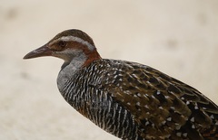 Gallirallus philippensis