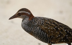 Gallirallus philippensis