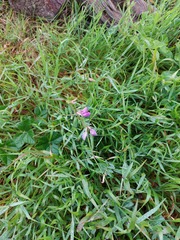 Vicia sativa