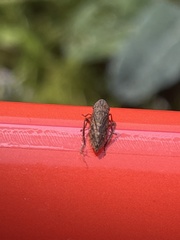 Cicadomorpha