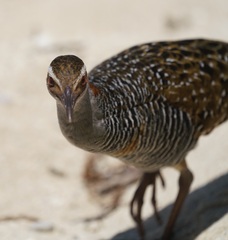 Gallirallus philippensis