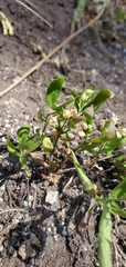 Moehringia
