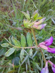 Vicia sativa