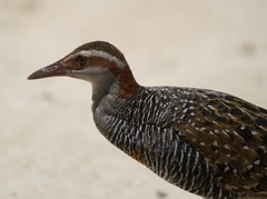 Gallirallus philippensis
