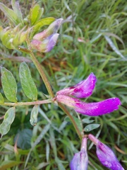 Vicia sativa