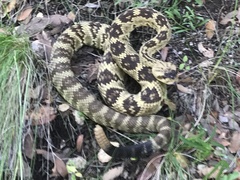 Crotalus molossus molossus