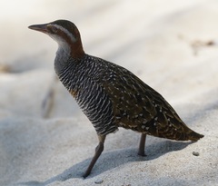 Gallirallus philippensis