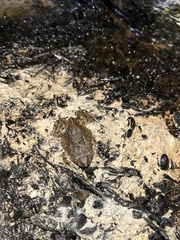 Tomopterna delalandii