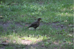Turdus merula