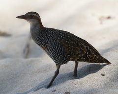 Gallirallus philippensis