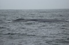 Balaenoptera musculus