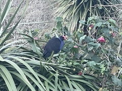 Porphyrio melanotus melanotus