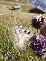 Parnassius apollo
