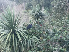 Porphyrio melanotus melanotus