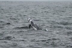 Grampus griseus