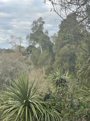 Porphyrio melanotus melanotus