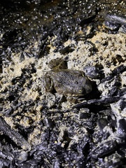 Tomopterna delalandii