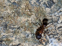 Tanaemyrmex