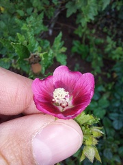 Anisodontea