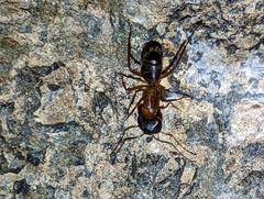 Tanaemyrmex