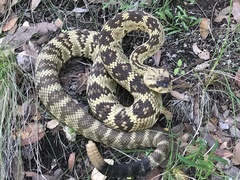 Crotalus molossus molossus