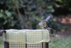 Parus major