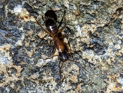 Tanaemyrmex