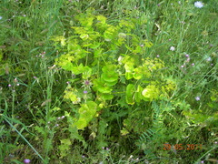 Smyrnium perfoliatum rotundifolium