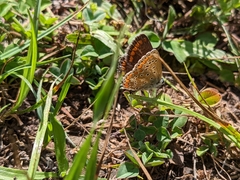 Aricia agestis