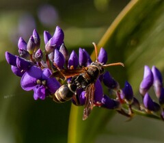 Polistes humilis humilis
