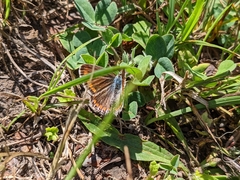 Aricia agestis