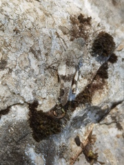 Oedipoda
