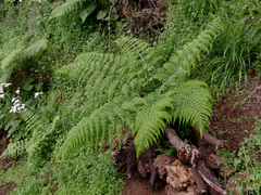 Dryopteris oligodonta