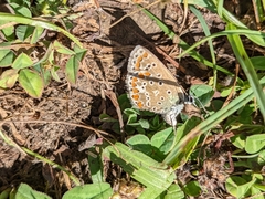 Aricia agestis