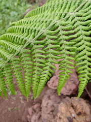 Dryopteris oligodonta