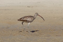 Numenius madagascariensis