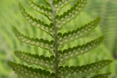 Dryopteris oligodonta