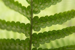 Dryopteris oligodonta