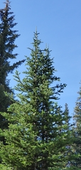 Abies lasiocarpa