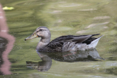 Anas platyrhynchos