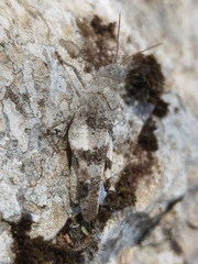 Oedipoda