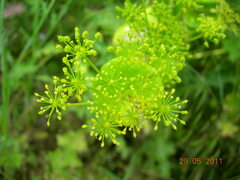 Smyrnium perfoliatum rotundifolium