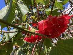 Dombeya cacuminum