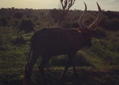 Bos indicus × taurus