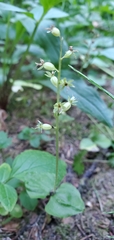 Neottia cordata