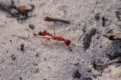 Myrmecia nigriscapa